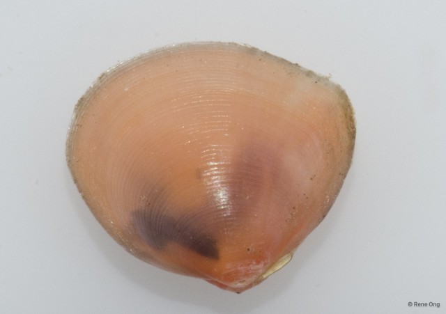 Veneridae sp. "Venus clam 35"•&copy; Rene Ong•All Rights Reserved