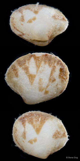 Veneridae sp. "Venus clam 4"•&copy; Rene Ong•All Rights Reserved