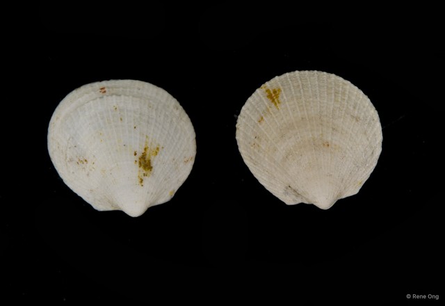 Veneridae sp. "Venus clam 5"•&copy; Rene Ong•All Rights Reserved