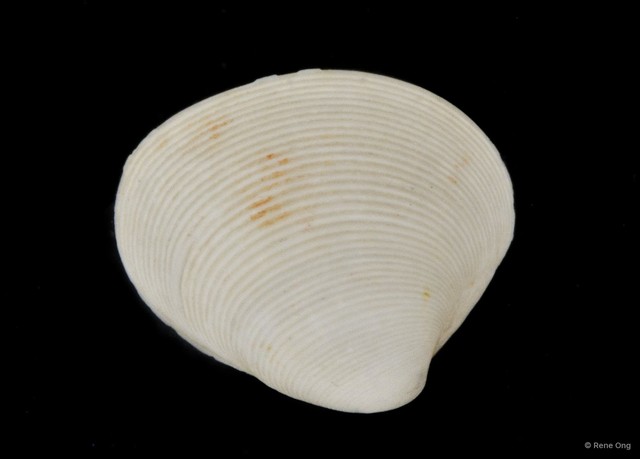Veneridae sp. "Venus clam 7"•&copy; Rene Ong•All Rights Reserved