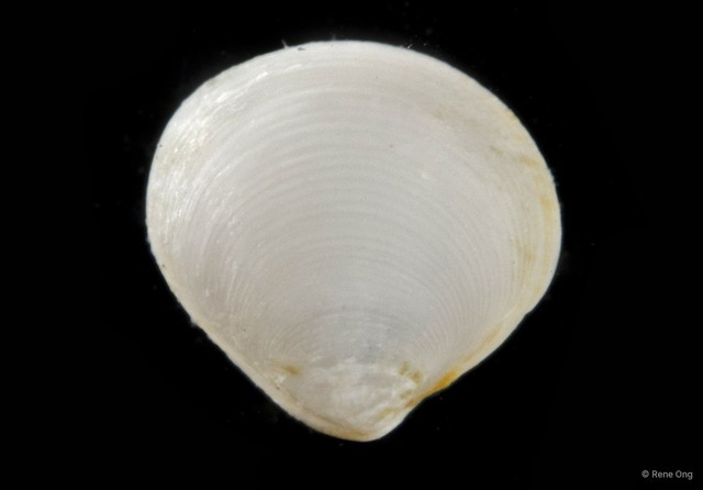 Veneridae sp. "Venus clam 9"•&copy; Rene Ong•All Rights Reserved
