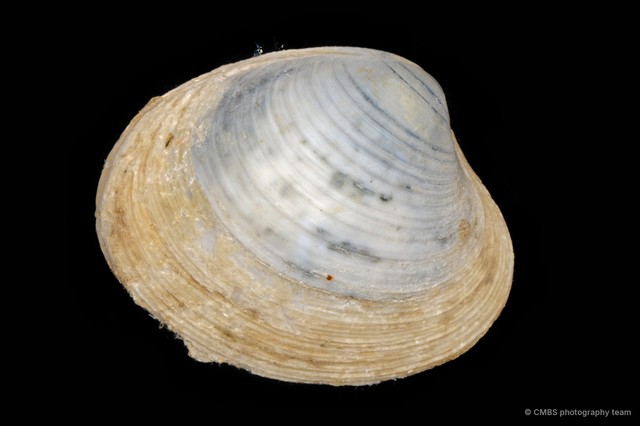 Pitar sp. "bd1d1633"•&copy; CMBS photography team•All Rights Reserved