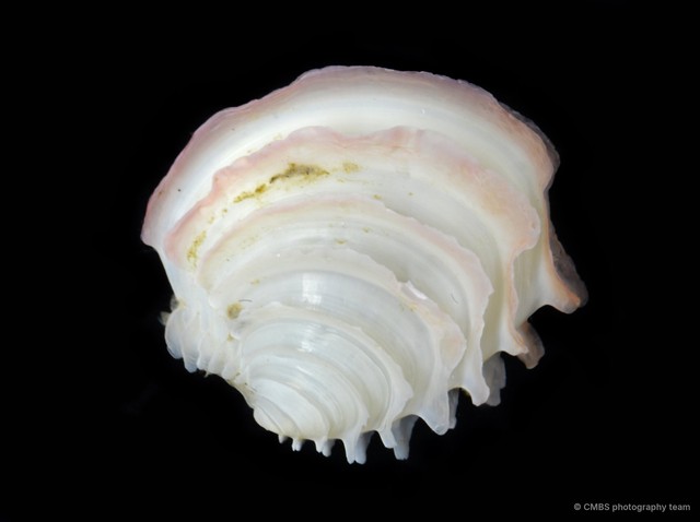 Placamen lamellatum•&copy; CMBS photography team•All Rights Reserved