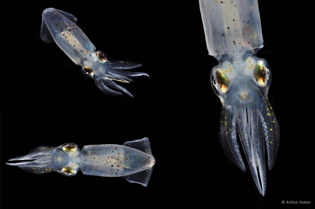 Decapodiformes sp. "Squid 1"•&copy; Arthur Anker•All Rights Reserved