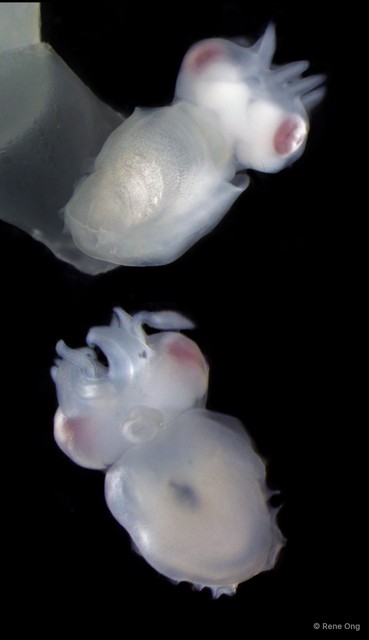 Decapodiformes sp. "Squid 2"•&copy; Rene Ong•All Rights Reserved