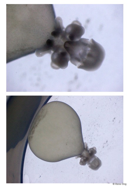 Decapodiformes sp. "Squid eggs 2"•&copy; Rene Ong•All Rights Reserved