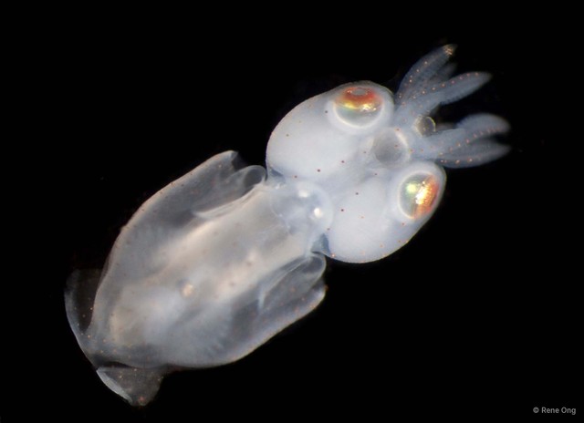 Decapodiformes sp. "Squid"•&copy; Rene Ong•All Rights Reserved