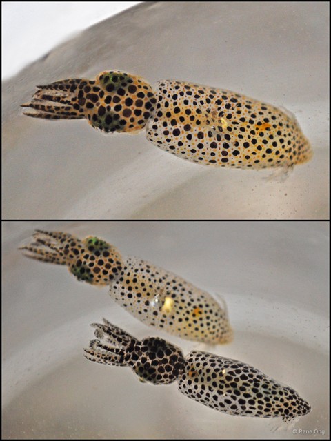 Idiosepius sp. "a7ee4cdc"•&copy; Rene Ong•All Rights Reserved