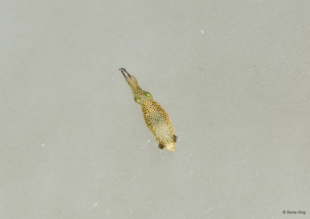 Idiosepius sp. "d153eb52"•&copy; Rene Ong•All Rights Reserved