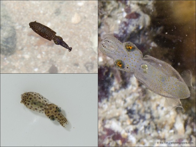 Idiosepius sp. "e1bd0e75"•&copy; Ria Tan•All Rights Reserved