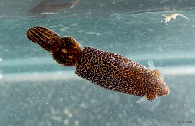 Idiosepius pygmaeus•&copy; Rene Ong•All Rights Reserved