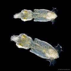 Idiosepius pygmaeus•&copy; CMBS photography team•All Rights Reserved