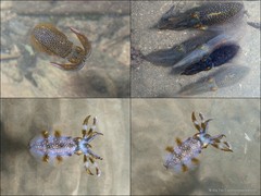 Sepioteuthis lessoniana•&copy; Ria Tan•All Rights Reserved