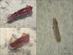 Uroteuthis duvaucelii•&copy; Ria Tan•All Rights Reserved