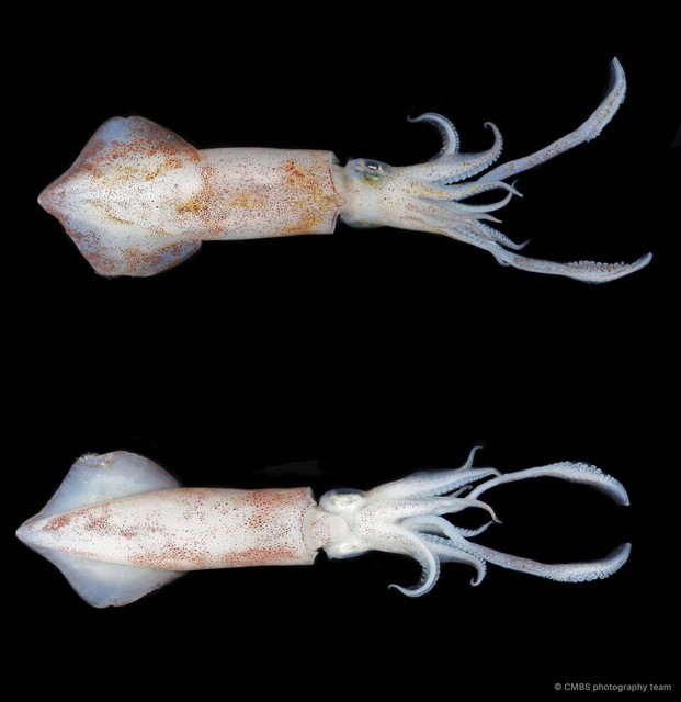 Uroteuthis duvaucelii•&copy; CMBS photography team•All Rights Reserved