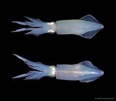 Uroteuthis duvaucelii•&copy; CMBS photography team•All Rights Reserved