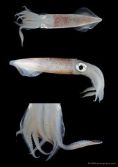 Uroteuthis duvaucelii•&copy; CMBS photography team•All Rights Reserved