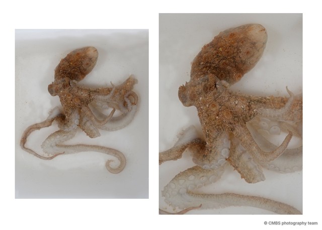 Abdopus sp. "1"•&copy; CMBS photography team•All Rights Reserved