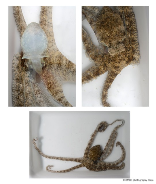 Abdopus sp. "3"•&copy; CMBS photography team•All Rights Reserved
