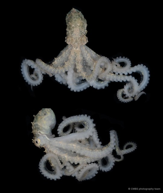 Abdopus sp. "5"•&copy; CMBS photography team•All Rights Reserved