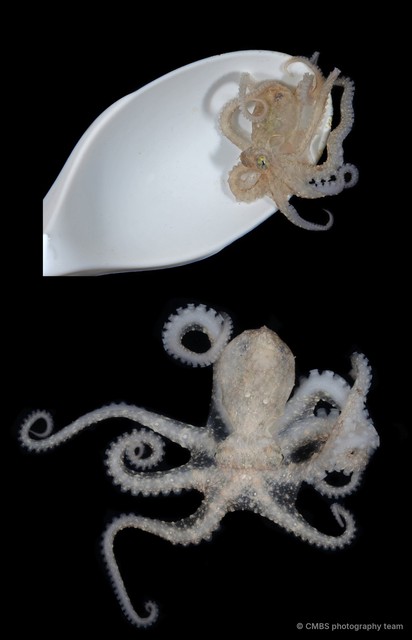 Abdopus sp. "6"•&copy; CMBS photography team•All Rights Reserved