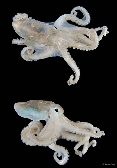 Amphioctopus sp. "1"•&copy; Rene Ong•All Rights Reserved