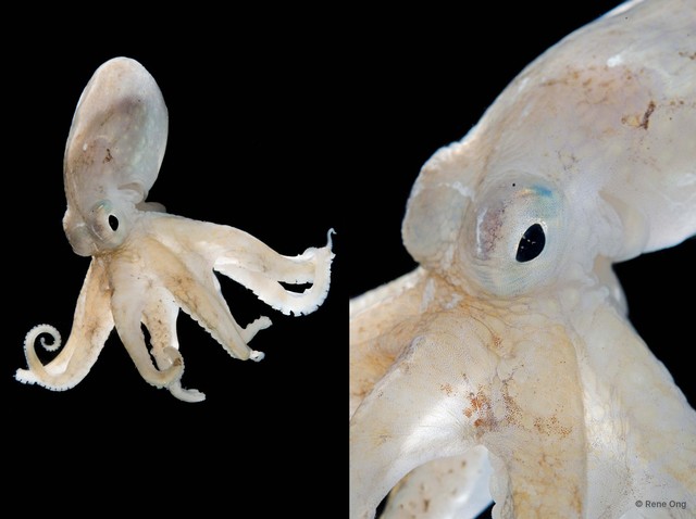 Amphioctopus sp. "2"•&copy; Rene Ong•All Rights Reserved