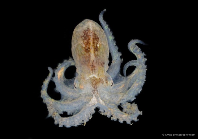 Macrochlaena sp. "cf. winckworthi"•&copy; CMBS photography team•All Rights Reserved
