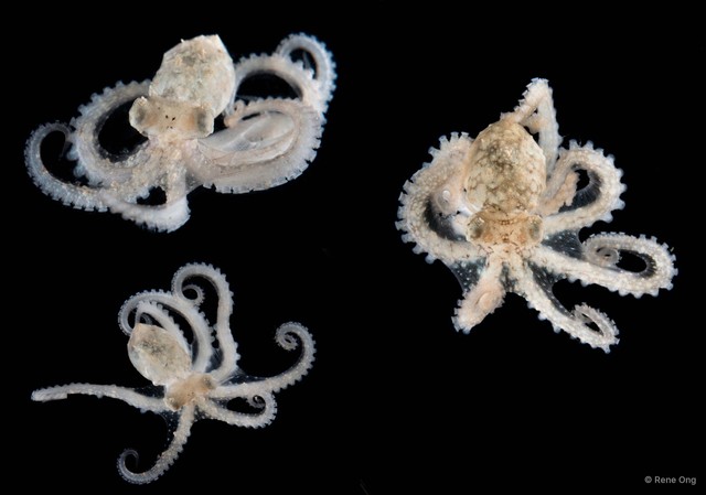 Octopus sp. "1"•&copy; Rene Ong•All Rights Reserved