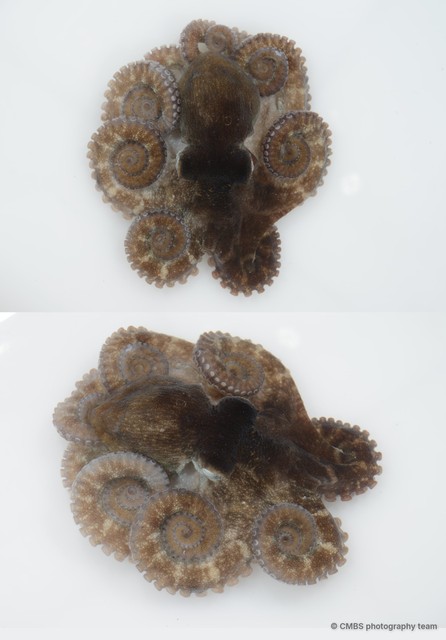 Octopus sp. "10"•&copy; CMBS photography team•All Rights Reserved