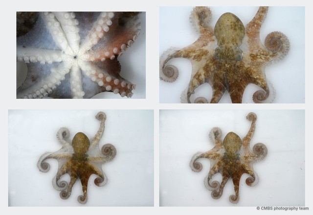Octopus sp. "11"•&copy; CMBS photography team•All Rights Reserved