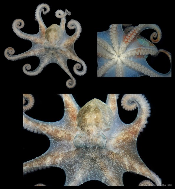 Octopus sp. "12"•&copy; CMBS photography team•All Rights Reserved