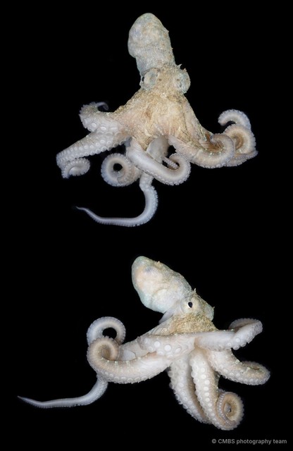 Octopus sp. "13"•&copy; CMBS photography team•All Rights Reserved