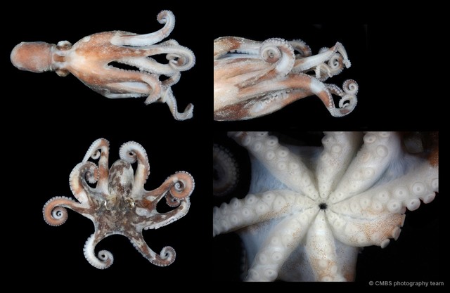 Octopus sp. "14"•&copy; CMBS photography team•All Rights Reserved