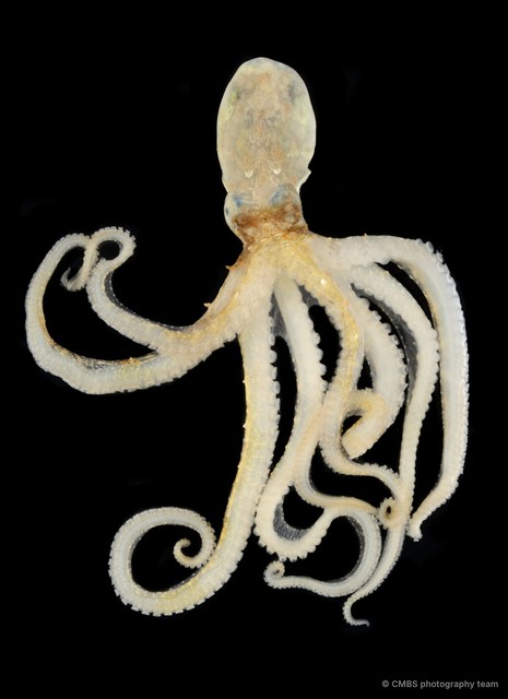 Octopus sp. "15"•&copy; CMBS photography team•All Rights Reserved