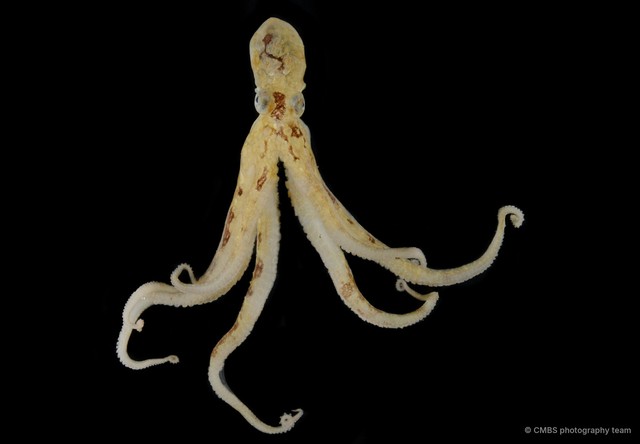 Octopus sp. "16"•&copy; CMBS photography team•All Rights Reserved