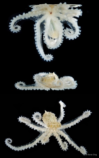 Octopus sp. "17"•&copy; Rene Ong•All Rights Reserved