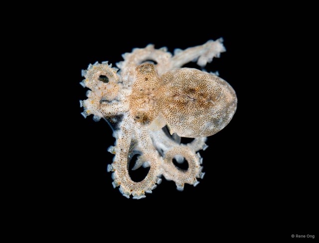 Octopus sp. "3"•&copy; Rene Ong•All Rights Reserved