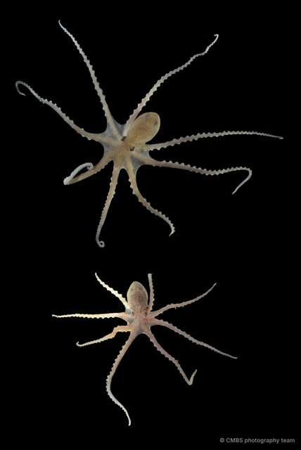 Octopus sp. "4"•&copy; CMBS photography team•All Rights Reserved