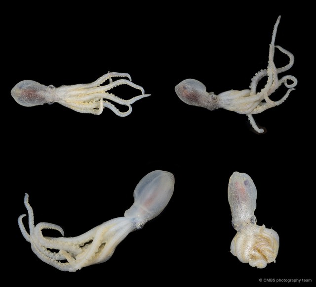 Octopus sp. "5"•&copy; CMBS photography team•All Rights Reserved