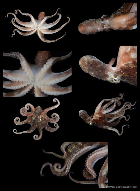 Octopus sp. "6"•&copy; CMBS photography team•All Rights Reserved