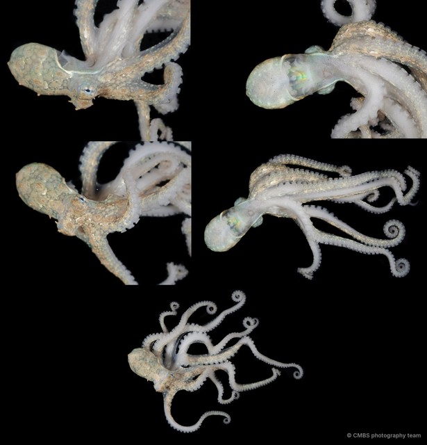 Octopus sp. "7"•&copy; CMBS photography team•All Rights Reserved