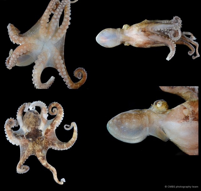 Octopus sp. "8"•&copy; CMBS photography team•All Rights Reserved