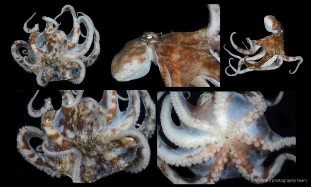 Octopus sp. "9"•&copy; CMBS photography team•All Rights Reserved