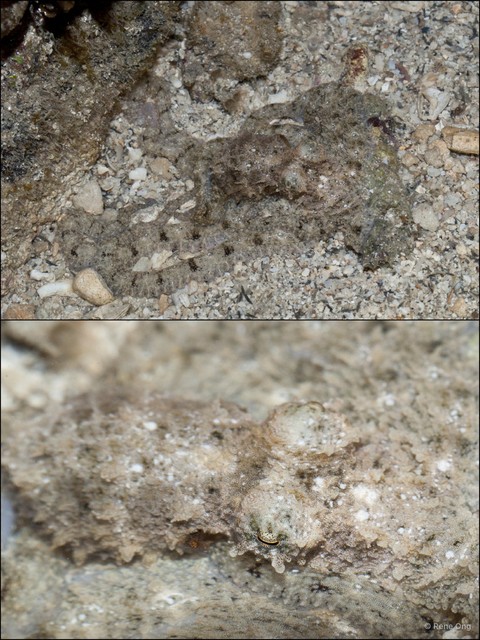 Octopus sp. "d153eb58"•&copy; Rene Ong•All Rights Reserved