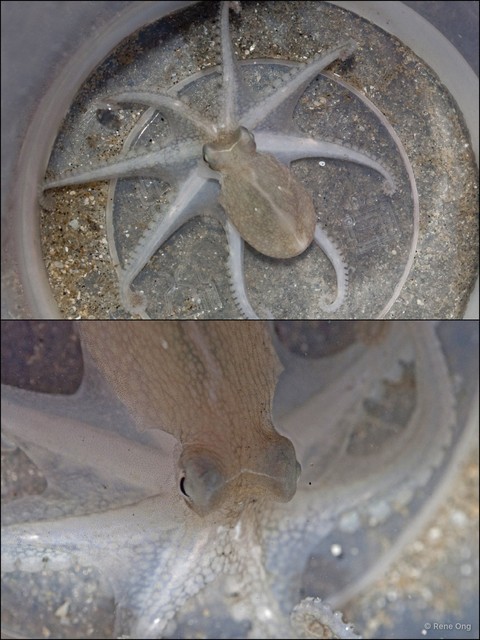 Octopus sp. "d153eb60"•&copy; Rene Ong•All Rights Reserved