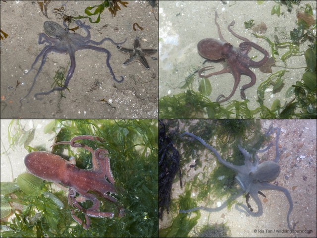 Octopus sp. "e1bd0e7b"•&copy; Ria Tan•All Rights Reserved