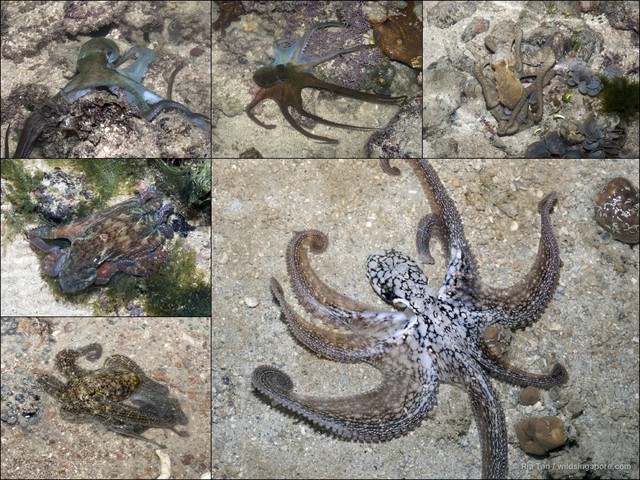 Octopus sp. "e1bd0e7e"•&copy; Ria Tan•All Rights Reserved
