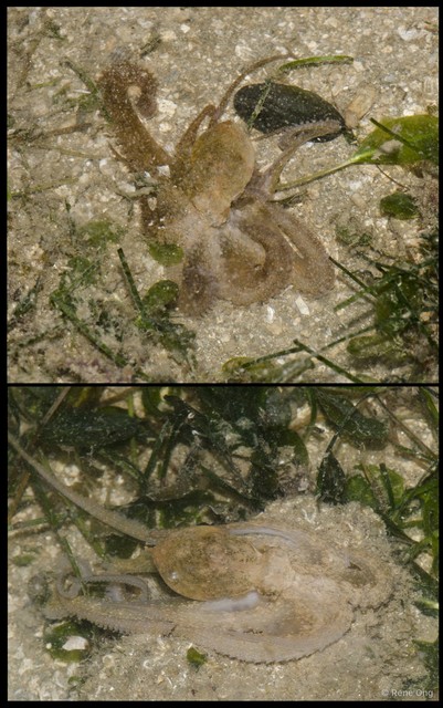 Octopus sp. "fca57d09"•&copy; Rene Ong•All Rights Reserved