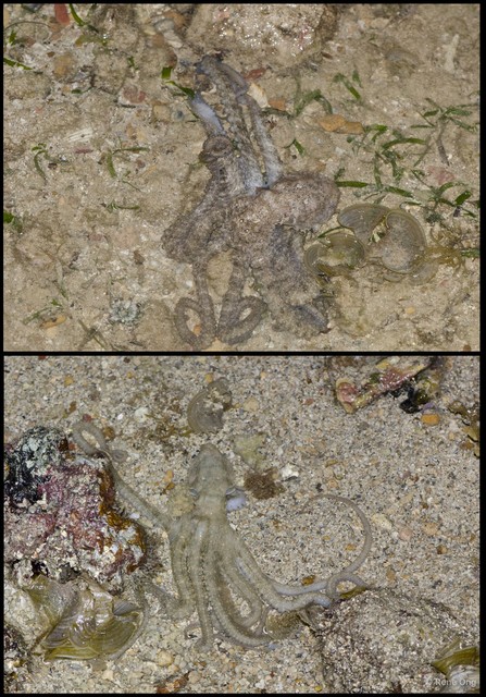 Octopus sp. "fca57d0c"•&copy; Rene Ong•All Rights Reserved